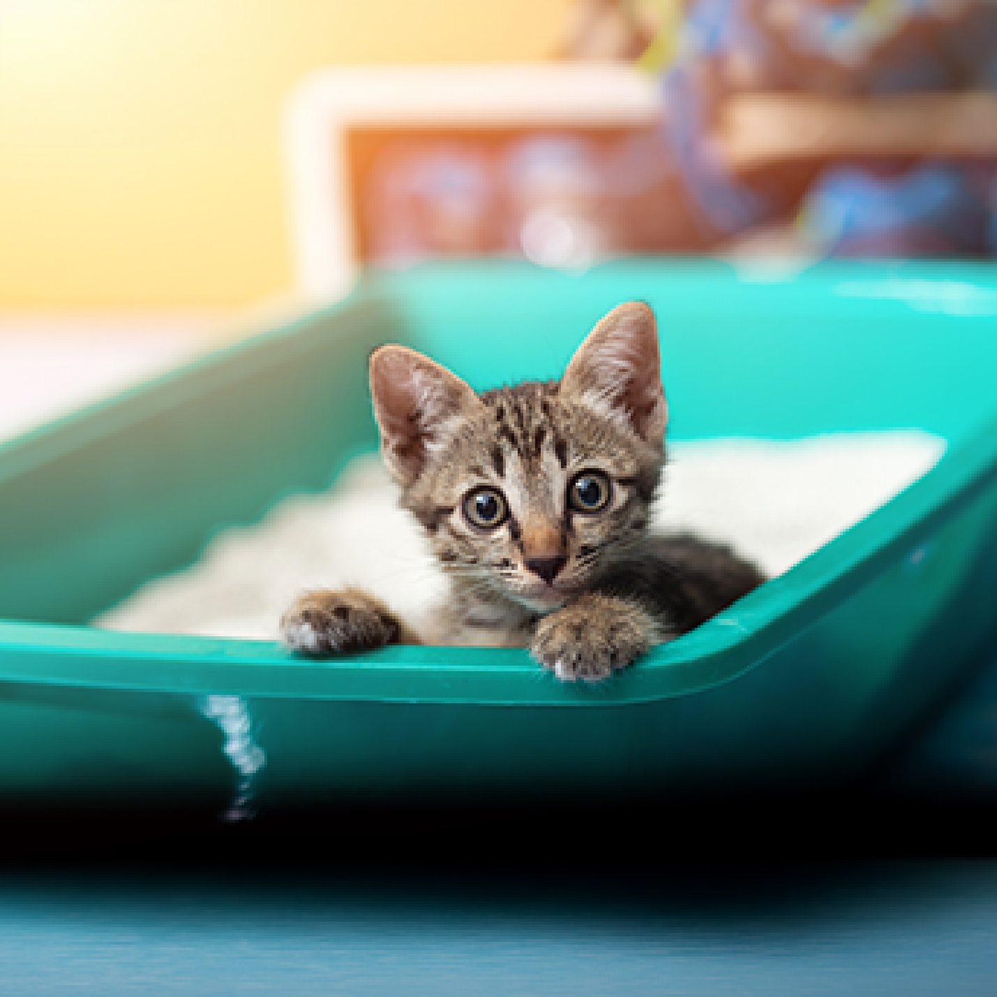 Gato criollo bebe en su arenero-1.jpg
